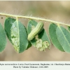 plebejus maracandicus larva chervlenye buruny 4